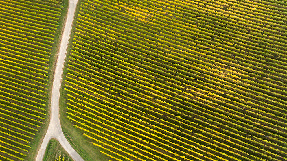Aerial view of fields with a path cutting across