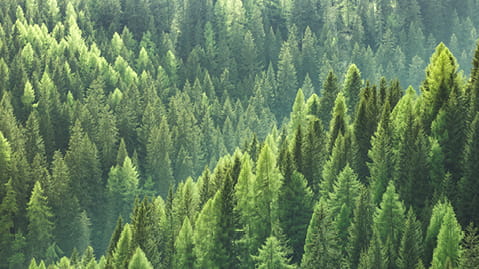 forest