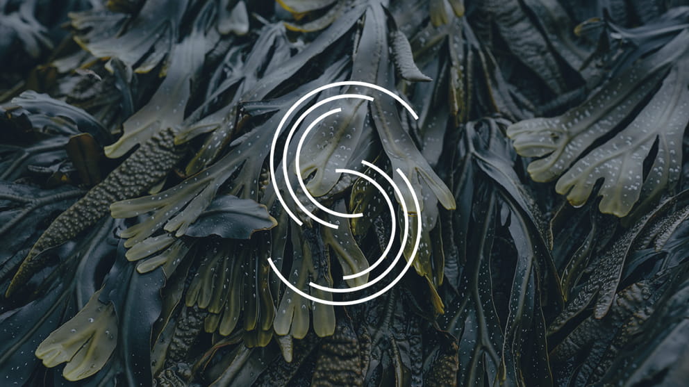 Sustainability Stories - Notpla