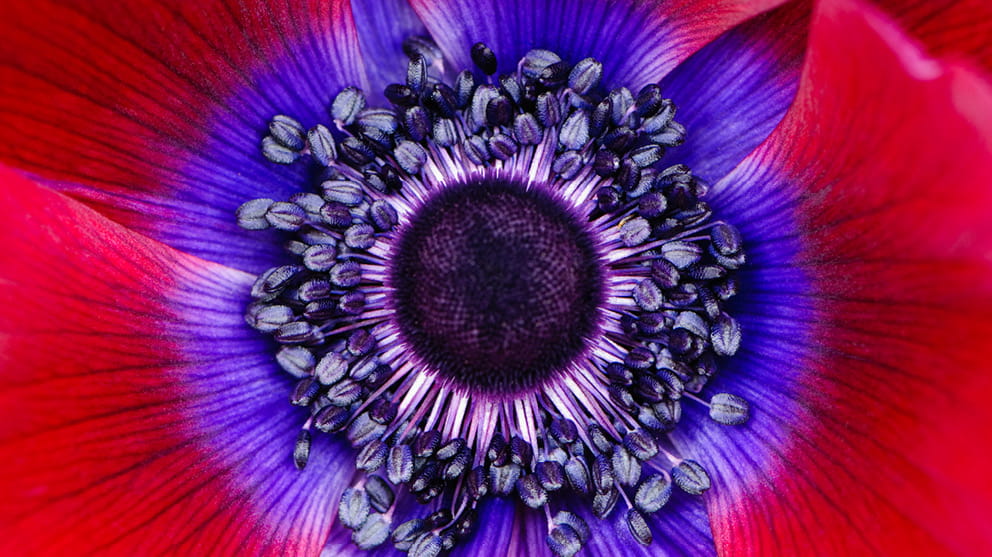 MENA Venture Capital Guide 2025