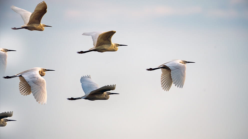 birds in the sky