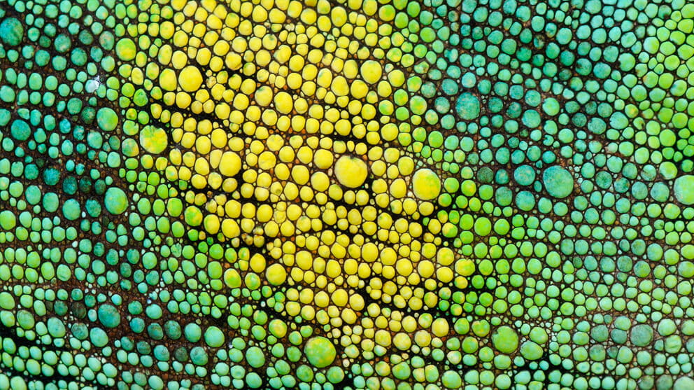 chameleon skin