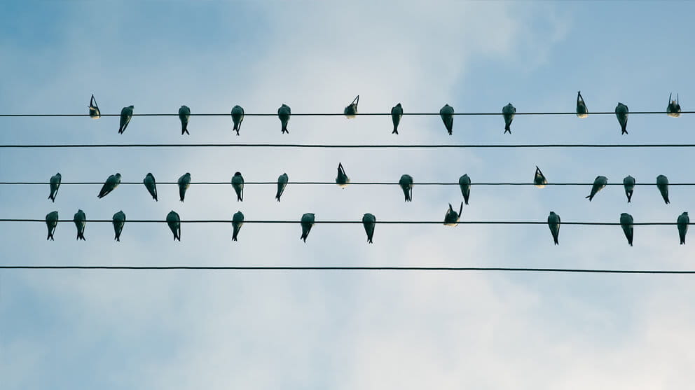birds on wire