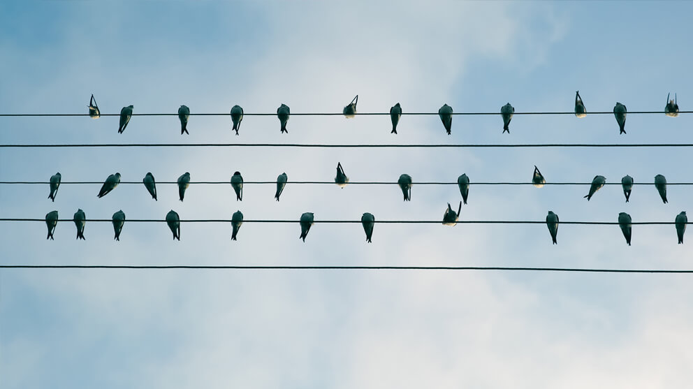 _birds on wire