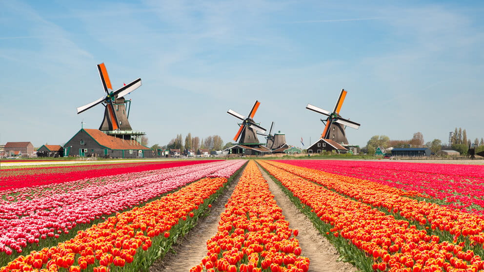 windmills