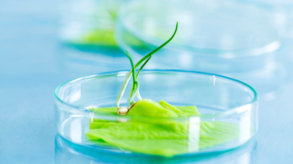 petri-dish