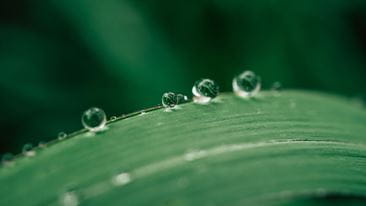 Search Result Leaf with Water