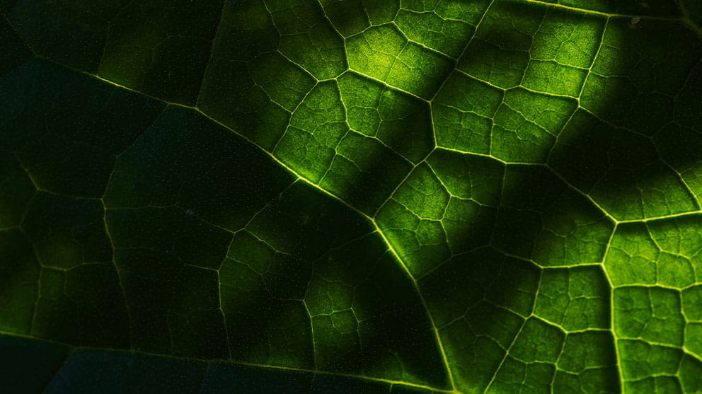 Glass.Mapper.Sc.Fields.Image?.Alt