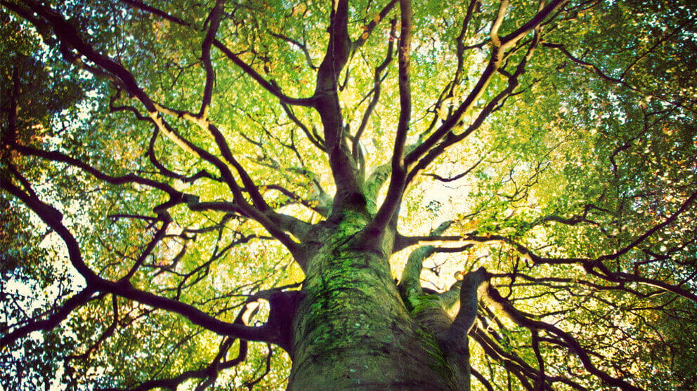 Low angle view of a tree with protruding branches