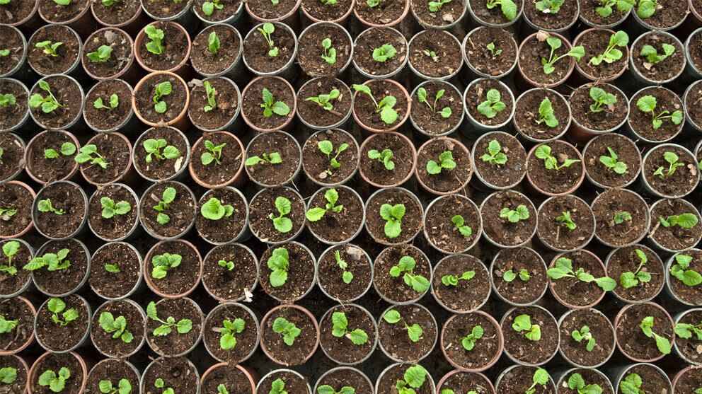 Aerial view of growing plants