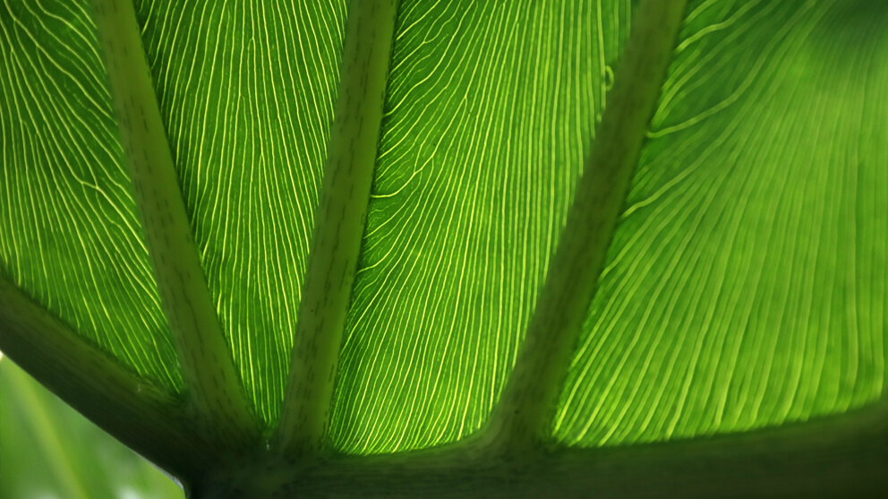 Close-up of a tropical green leaf