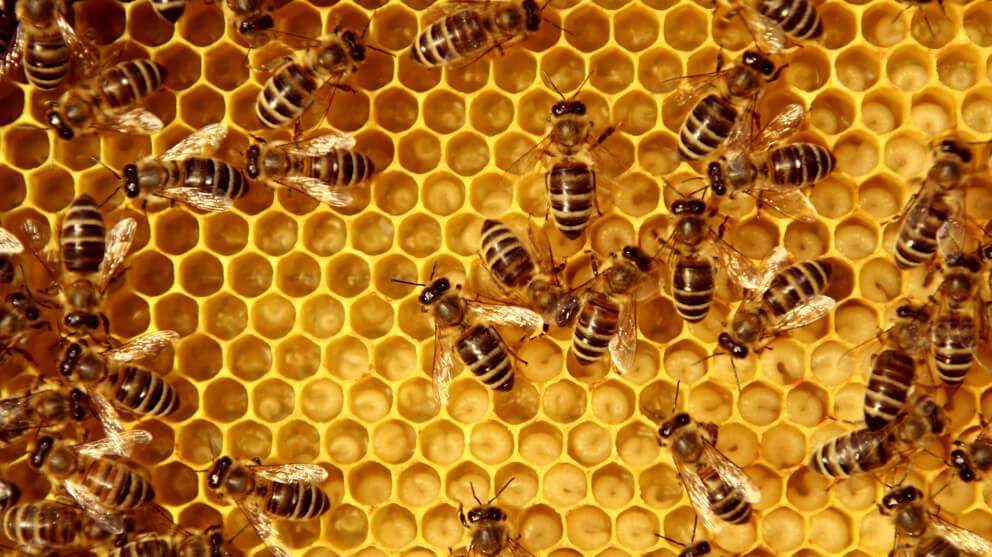 Inside beehive