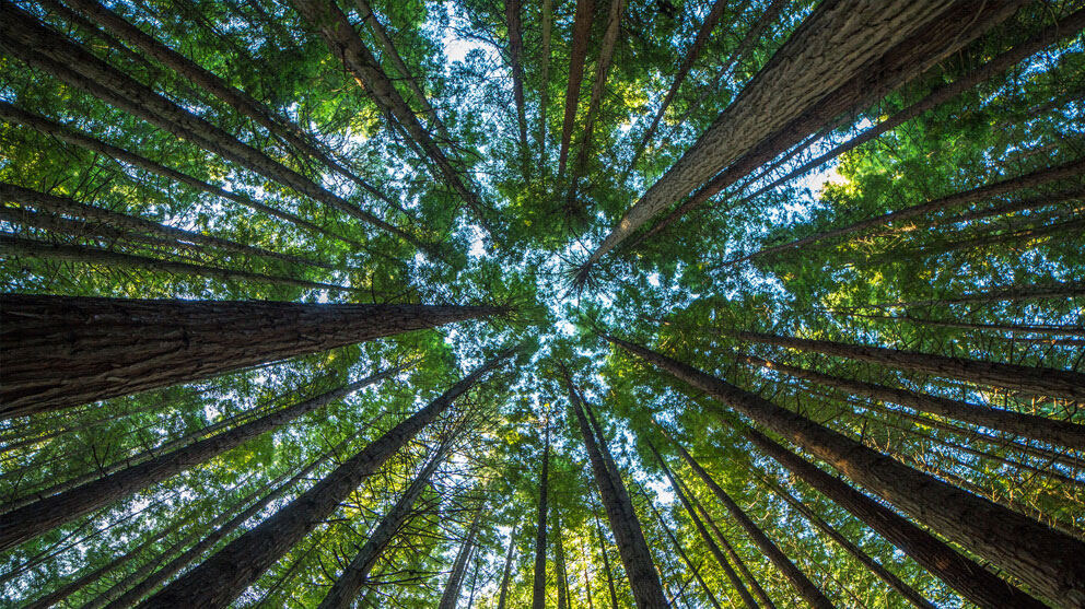 View from below of forest trees