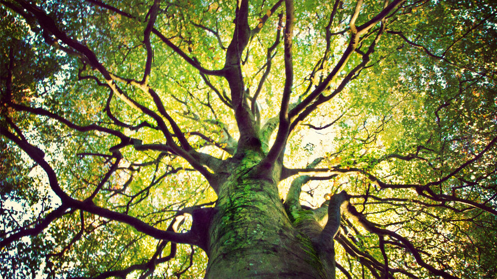 Glass.Mapper.Sc.Fields.Image?.Alt